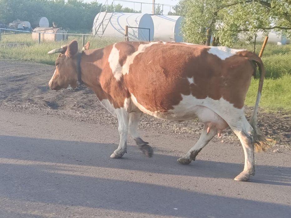 Продам дойную корову