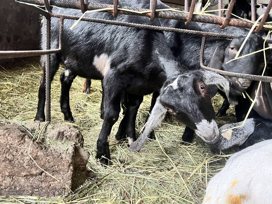 Iedute anglonubian si tapisori rasa pura