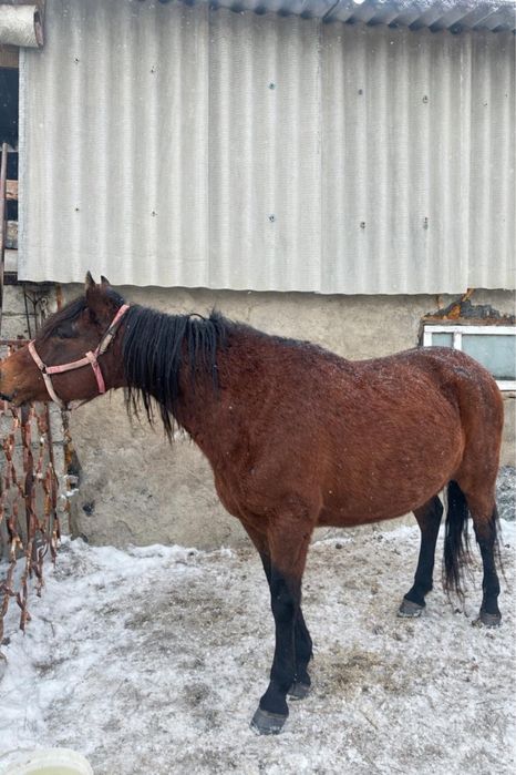 Продам жеребец 7 лет