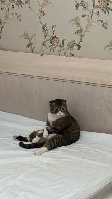 Отдаём кошку бесплатно