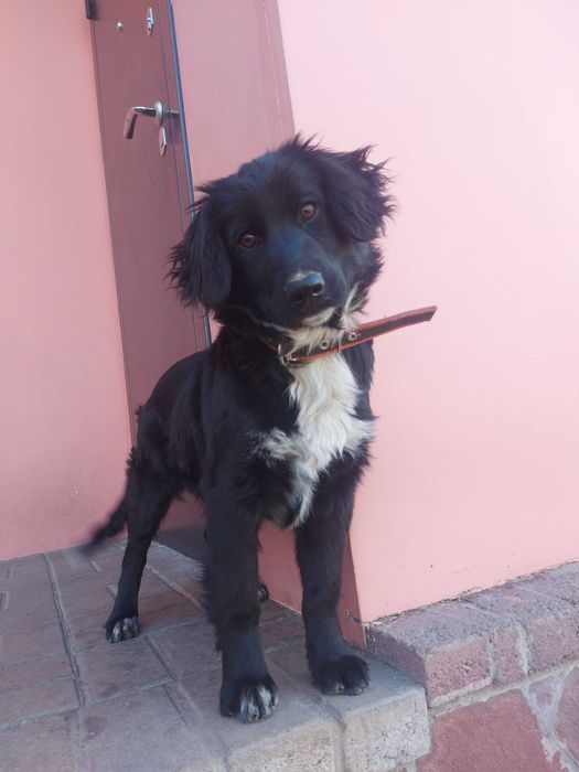 Тайга ищет хозяина!