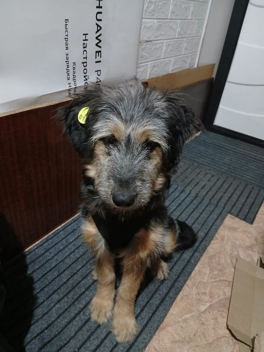 Девочка в добрые руки.