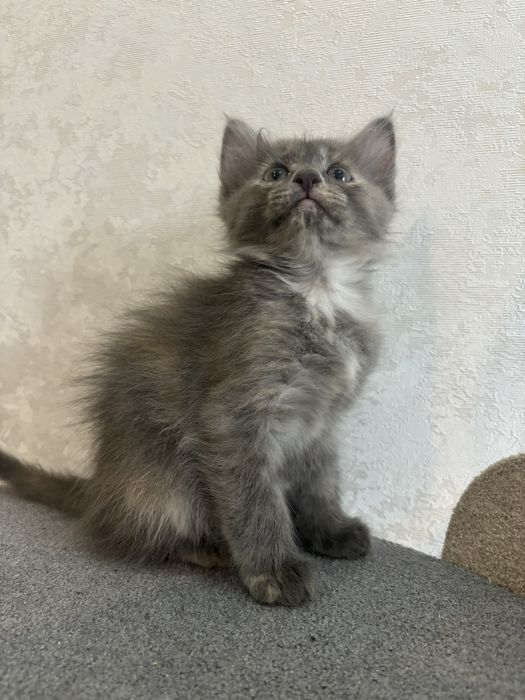 Котята в добрый руки