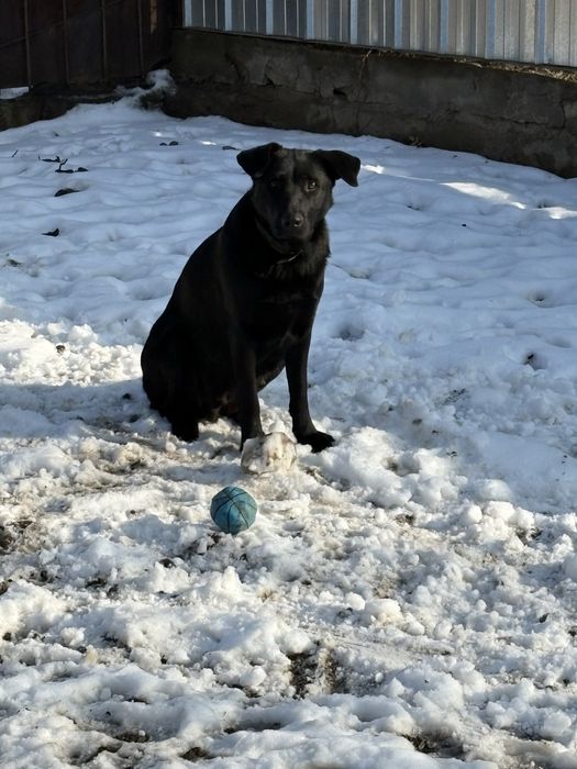 Отдам в добрые руки, Лабрадор