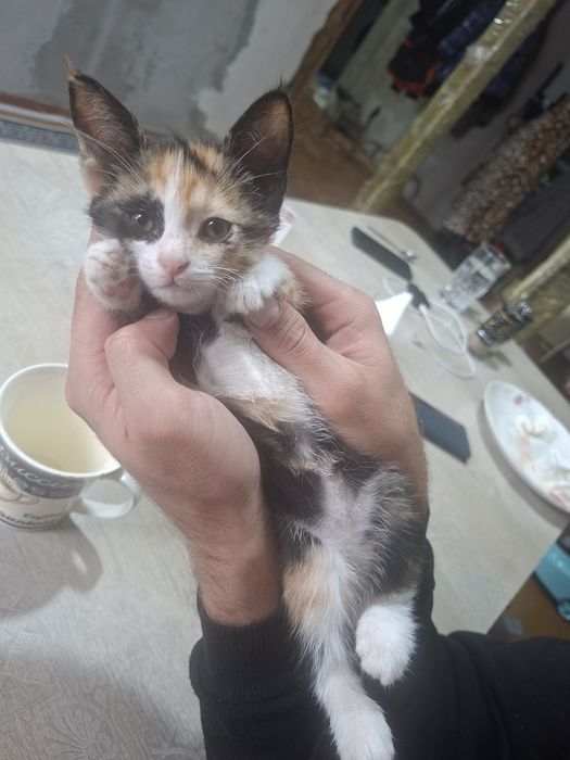 Кошечка 3 месяца