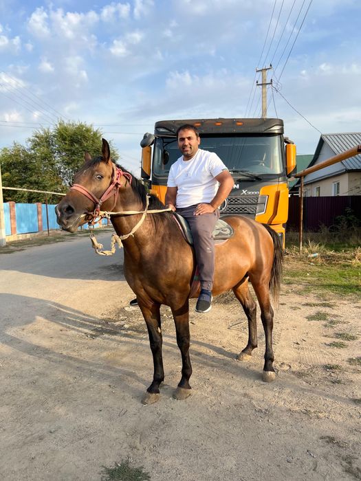 Продам лошадь срочно