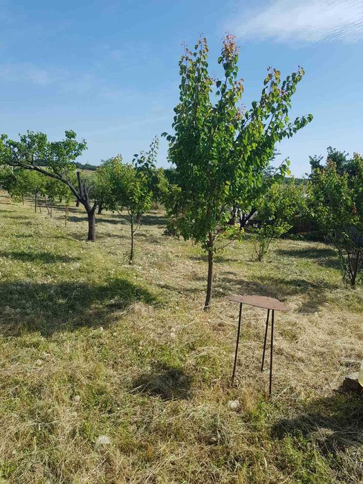 Продава се Земеделски имот в Видин, Химик -  кв.м за 4590 €/дка - Снимка #4