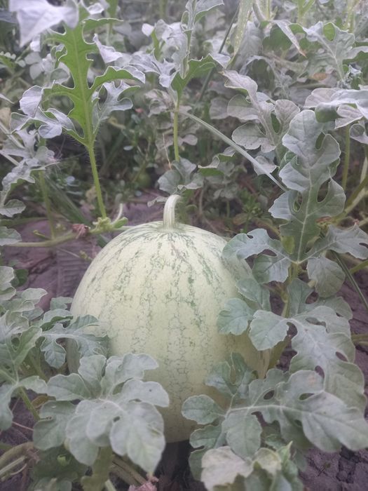 Тарвуз ачик абужахил