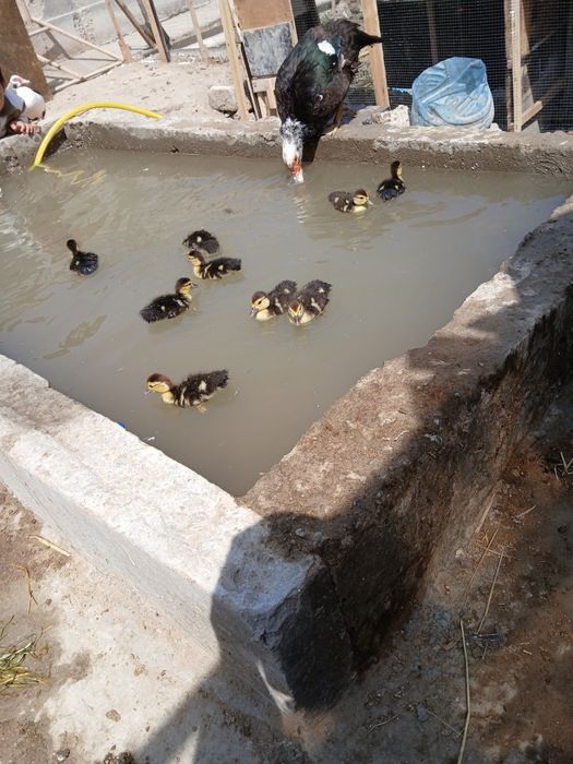 Indautka va jo'jalari sotiladi narxi jojalar 50 donasi onasi 200 ming