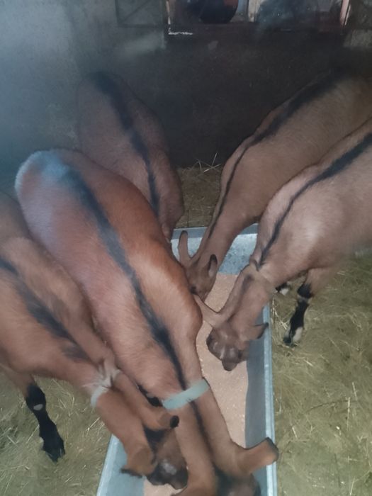 Capre alpină franceză trei la număr și un țap castrat