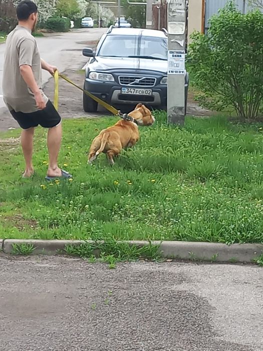 Продам Питбуля  или обменяю