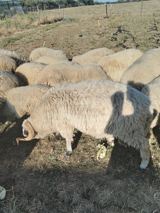 Vând 15 oi țurcane tinere  și 2 berbeci