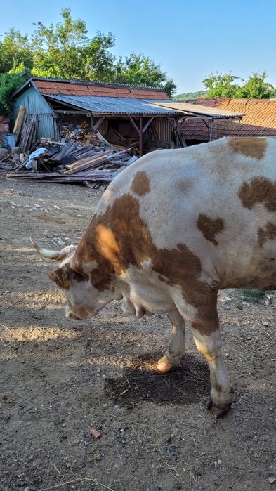 Vaca tanara gestanta