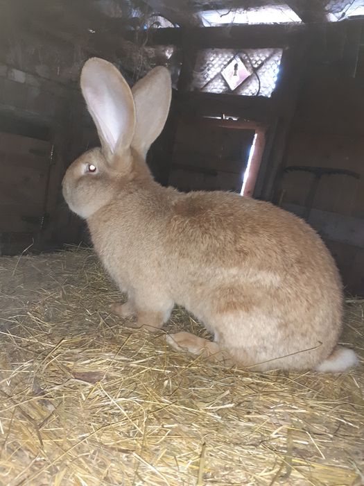 Uriaș german,fluture german și berbec german