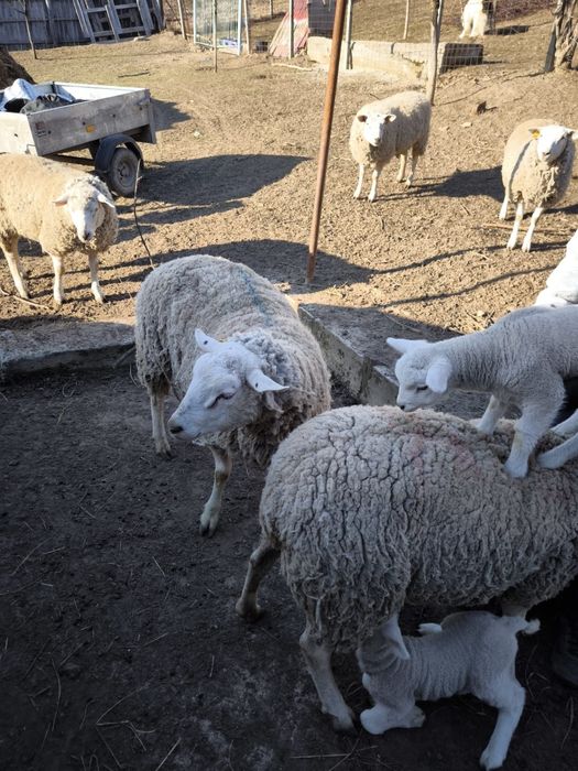 Berbeci  texel de vânzare
