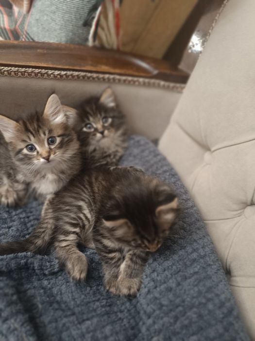 Отдам даром котят!!!