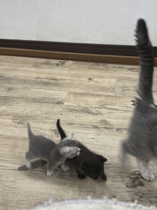 Мушукчалар сотилади