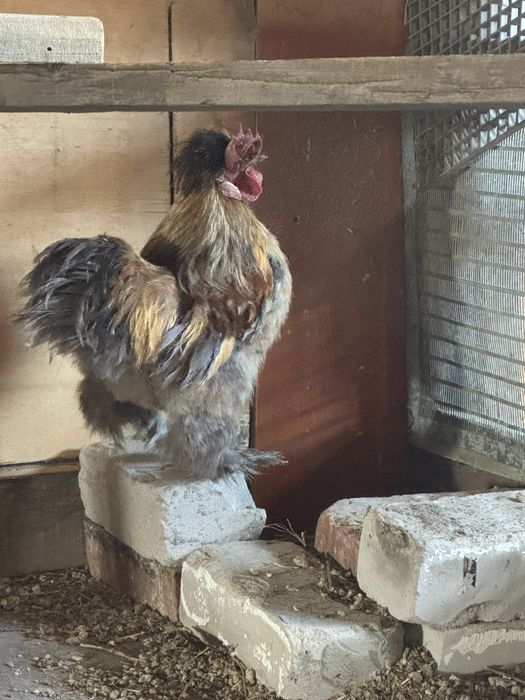 Продам птицы кур