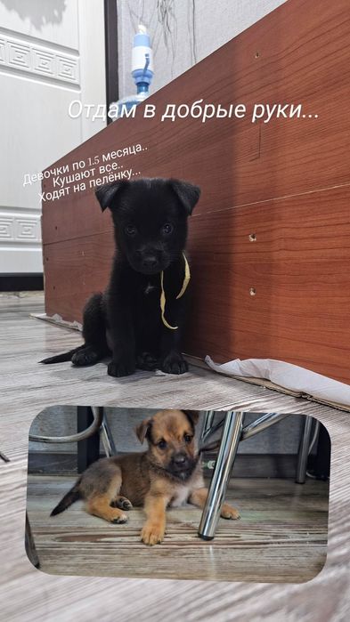Щенята ( девочки)