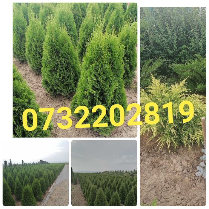 Buxus, pin, leylandi, spirală, pon pon, mesteacăn, tei