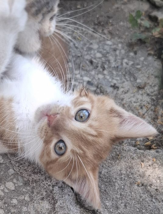 Подарявам   коте
