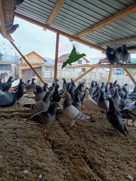 De vânzare  porumbeii voiajori