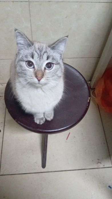 Отдам тайка кошечку Буся в добрую заботливую семью, кошке 1,5 года,