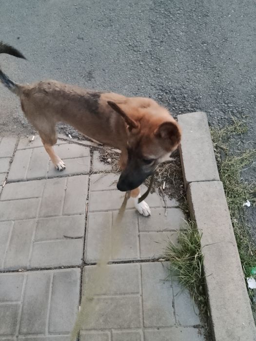 Ишим дом для собачки овчарки