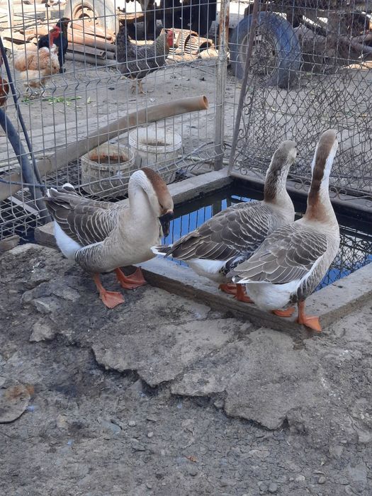 Vand ouă și boboci de găsca