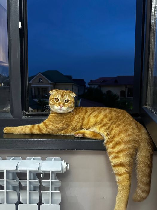 СОТИЛМИДИ! Вязка кота бесплатно