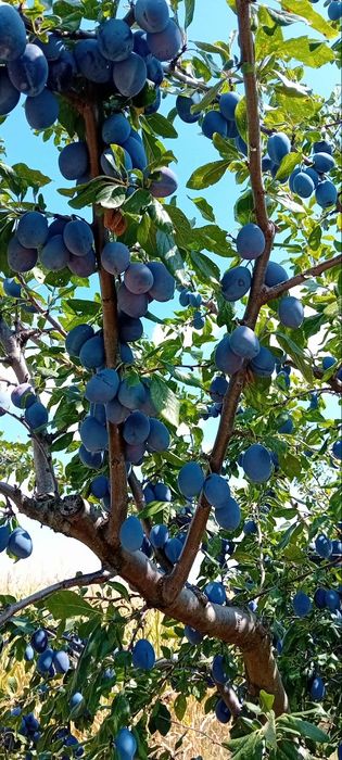 Prune stanley de vanzare