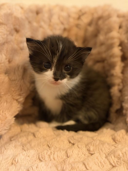 1 fetita pentru  adoptie