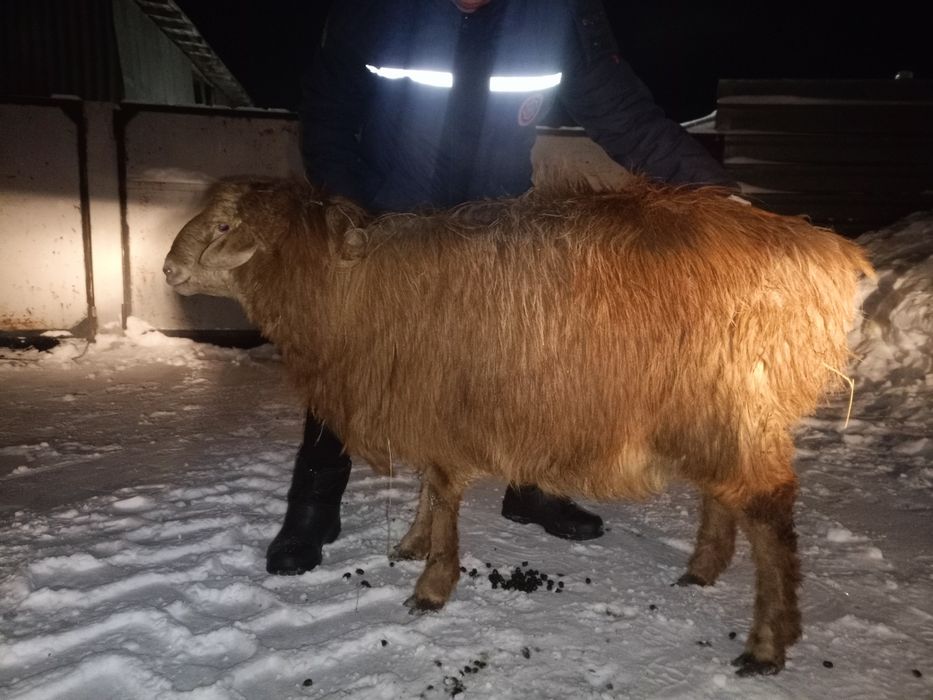 Бараны молодняки кошкарчики