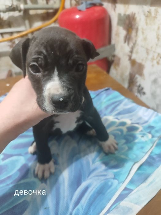 Продам щенят Стаффорда