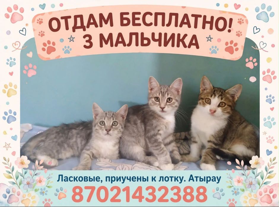 Кошки все мальчики