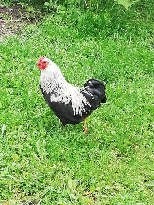 Cocoși pitici și medii de vânzare