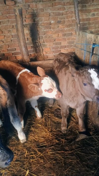 Vând 6 viței de monta