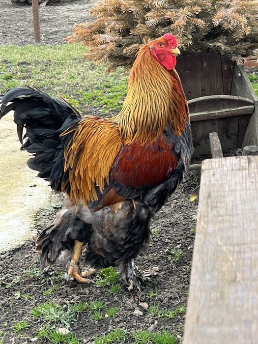 Oua brahma  herminat deschis si potarnichiu