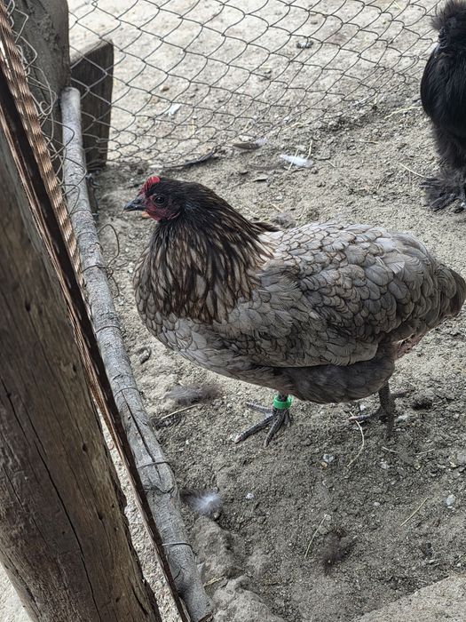 Vând găini de matase si australorp