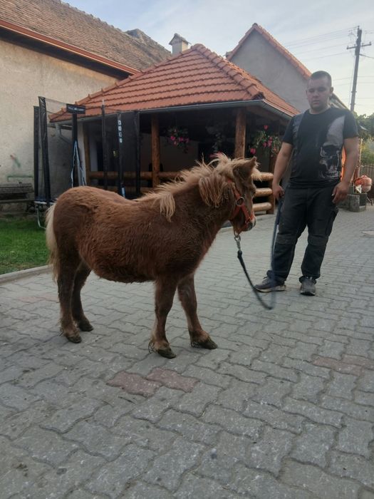 Vând mânz de ponei