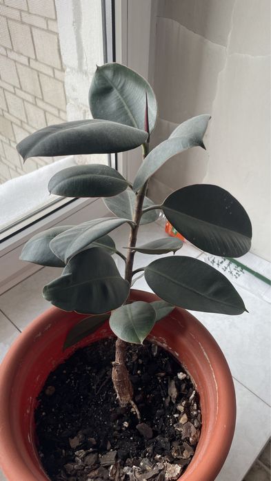 Фикус Абиджан продам