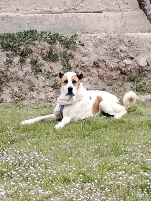 Alabay sotiladi katta narsa