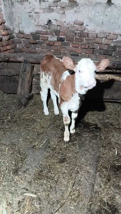 Vaca baltata  de vanzare