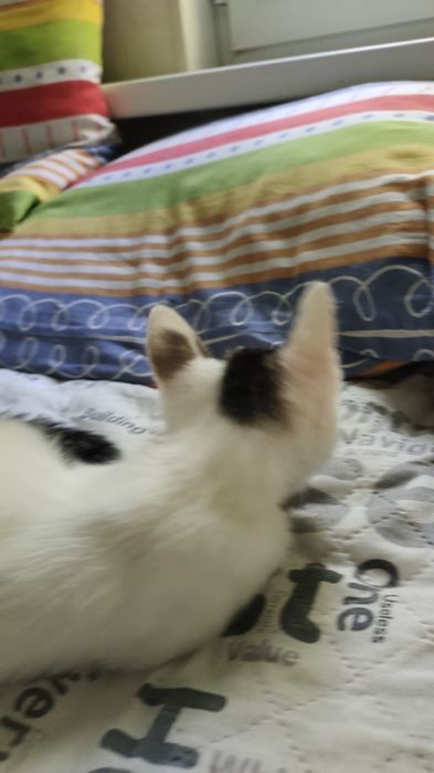 Котенок в хорошие руки.