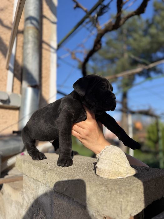 Кане корсо бебета