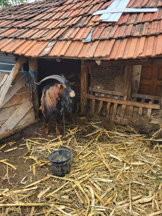 Țapi, capre de vânzare județul Olt