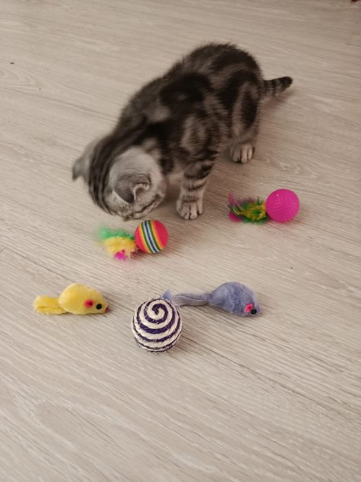 Продам котят скотишь фолд