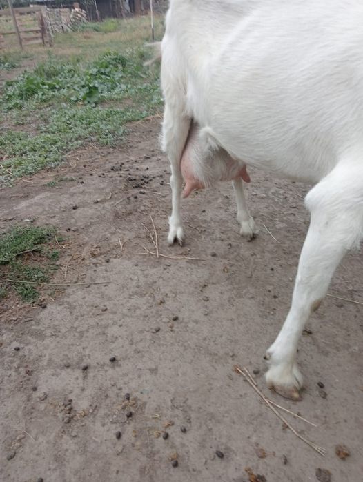 Продаётся овца с  козлятами