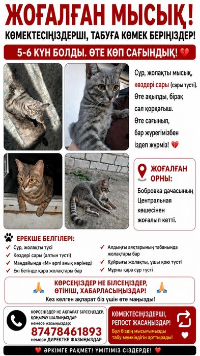 Мысығым  жоғалып кетті көрсеңіздер айтыныздаршы, бабровка мұрат, дача