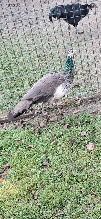 Pauni pereche fac 3 ani